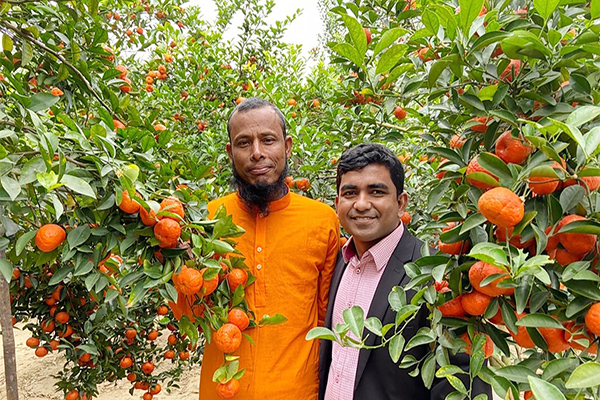 রসে টই-টম্বুর সুস্বাদু কমলা চাষে হাসি ফুঁটেছে চুয়াডাঙ্গার কৃষক ওমর ফারুকের