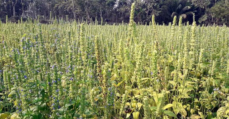 মণিরামপুরে ঔষধিগুণ সম্পন্ন নতুন ফসল চিয়া’র চাষ শুরু