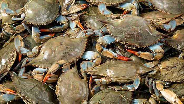 সুন্দরবন উপকূলে দুই মণ কাঁকড়া জব্দ