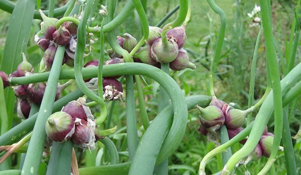 মাটির নিচে নয়, গাছের ডগায় হয় মিসরীয় পেঁয়াজ