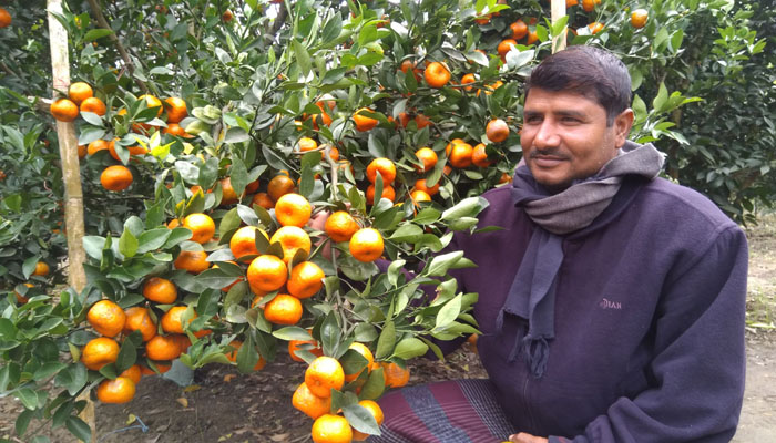 সমতল ভুমিতে দার্জিলিং কমলা, ঝিনাইদহের গ্রামে হওয়া সম্ভাবনাময় এই চাষ এলাকায় সাড়া ফেলেছে