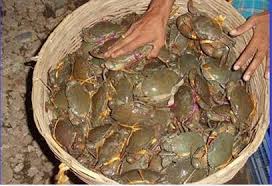 সাতক্ষীরায় সুন্দরবনে কাঁকড়া ধরার সময় ৫০ কেজি কাঁকড়া উদ্ধার, দু’টি নৌকা জব্দ