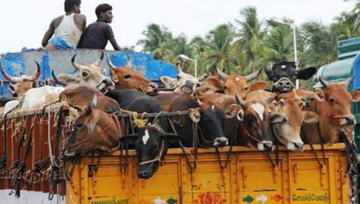 ডিবি পুলিশ পরিচয়ে গরুভর্তি ট্রাক ছিনতাই!