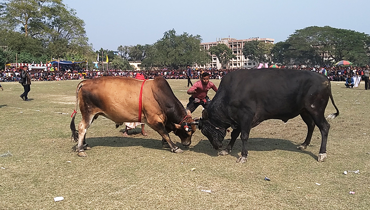 নড়াইলে ‘সুলতান মেলায়’ ঐতিহ্যবাহী ষাঁড়ের লড়াই