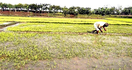 আবহাওয়ার বৈরীতায় বোরো ধানের বীজ তলার ব্যাপক ক্ষতি