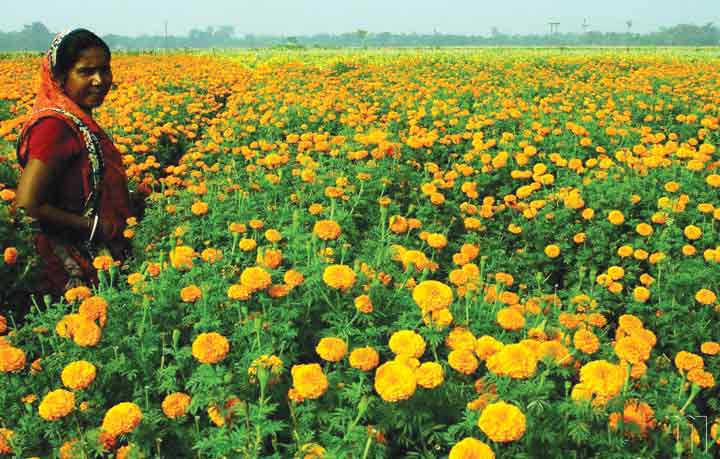 বেড়েছে যশোরের ফুল চাষিদের ব্যস্ততা