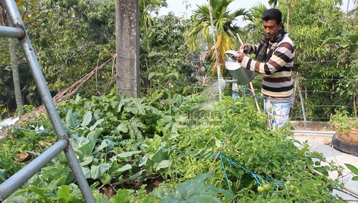 পিরোজপুরে জনপ্রিয় ‘ছাদ কৃষি’