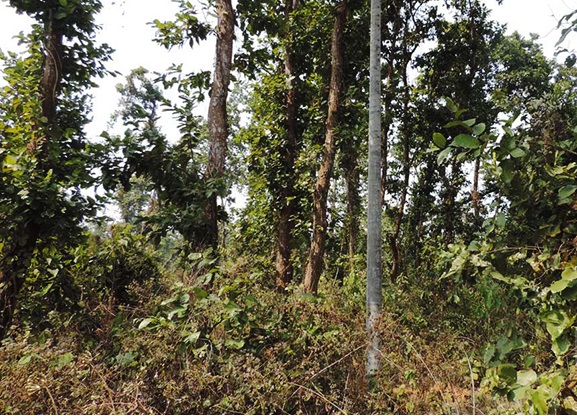 বৈদ্যুতিক লাইনে কাদিগড় জাতীয় উদ্যানের পরিবেশ হুমকিতে