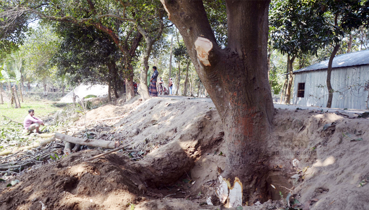 খোকসায় অবৈধভাবে বেড়িবাঁধ ও সড়কের পাশের গাছ কর্তন