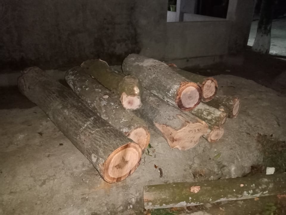 অনুমতি ছাড়াই স্কুলের গাছ কেটে বিক্রির অভিযোগ