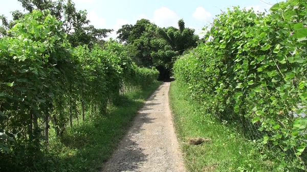 রাস্তার পতিত জমিতে সিম চাষে লাভবান চাষীরা