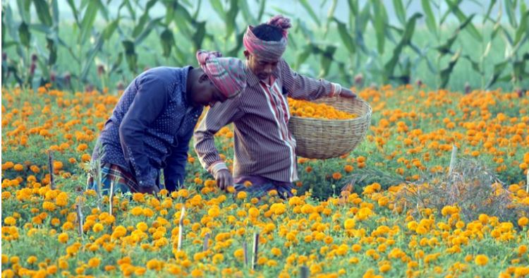 ভালোবাসা দিবসে দুই কোটি টাকার ফুল বিক্রির টার্গেট