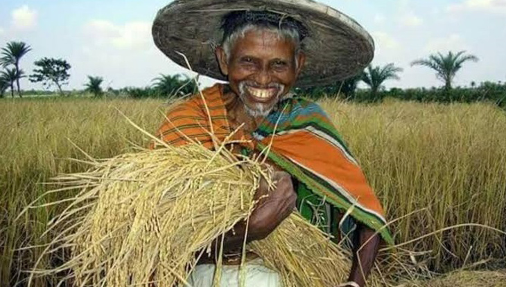 অস্তিত্ব সংকটে ঝিনাইদহের সেই ‘হরি ধান’