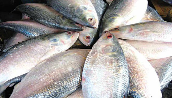 সুইজারল্যান্ডের চোখ পড়েছে বাংলাদেশের ইলিশে