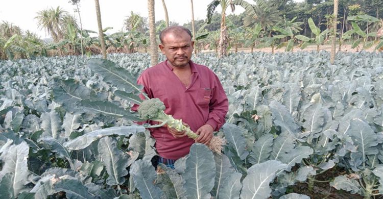কালিগঞ্জে ঔষধীগুণে ভরা ব্রকলি চাষ করে ভাগ্য বদলেছে কৃষক রনজিত