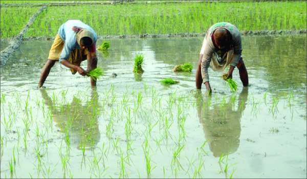 খুলনায় আমনের ফলন ভালো না হওয়ায় বোরো আবাদে কোমর বেঁধে নেমেছে প্রান্তিক চাষিরা