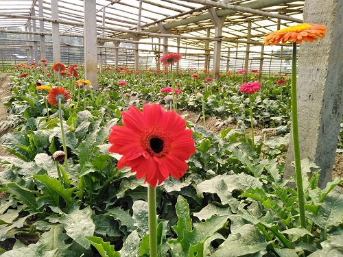 তিন উৎসবকে সামনে রেখে যশোরের গদখালির ফুলের বাজার জমজমাট