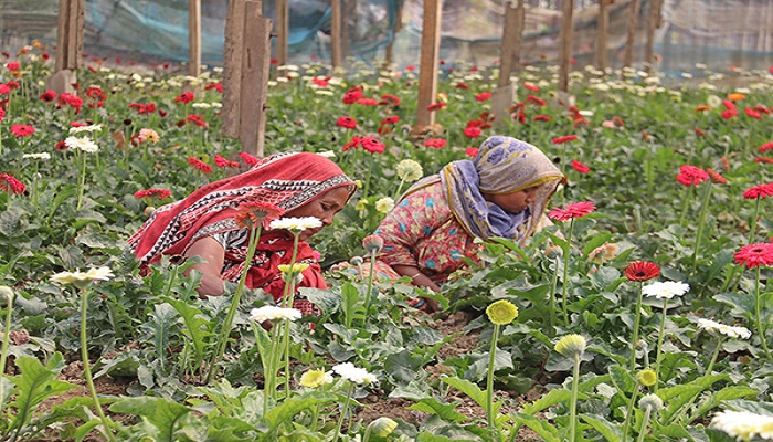 তিন দিবস সামনে রেখে ব্যস্ত ফুল চাষিরা