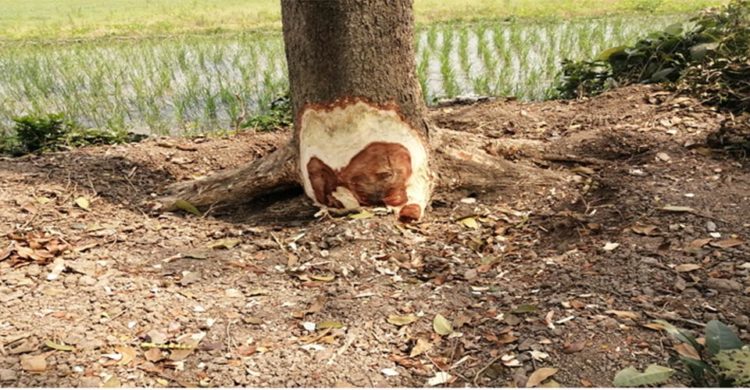 টেন্ডার ছাড়াই কালীগঞ্জ কলেজের গাছ কেটে সাবাড় করার অভিযোগ