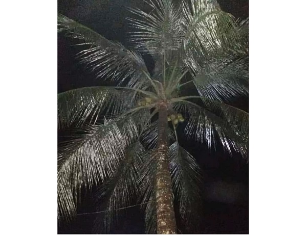 হোয়াইট ফ্লাইয়ের আক্রমণে সাদা হচ্ছে নারকেলের পাতা