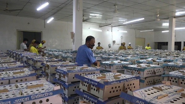 যশোরে করোনায় বিপর্যস্ত পোল্ট্রি শিল্প