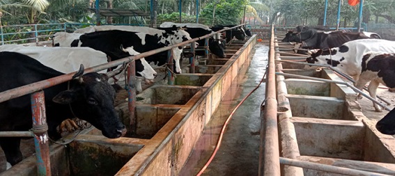 তালায় করোনার কারণে বিপাকে দুগ্ধ খামারীরা
