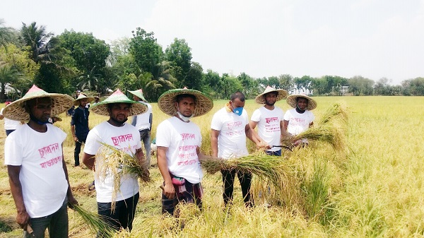 মাগুরায় গরীব কৃষকের ১ একর জমির ধান কেটে দিলো জেলা ছাত্রদলের নেতাকর্মীরা