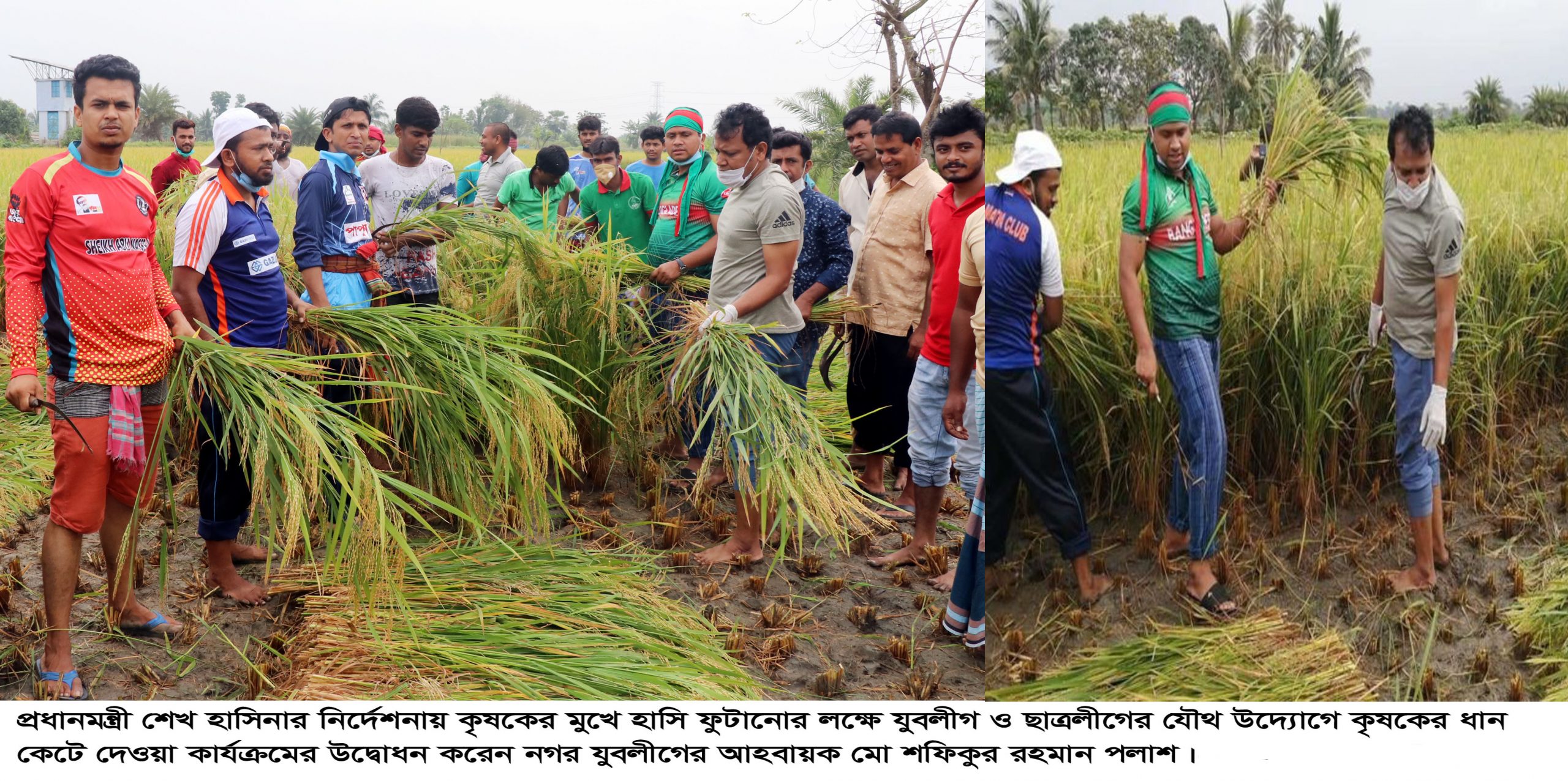 কৃষকের পাকা ধাঁন কেটে দিচ্ছেন খুলনা মহানগর যুবলীগের আহবায়ক সফিকুর রহমান পলাশ
