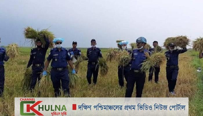হতদরিদ্র কৃষকের ধান কেটে দিল পুলিশ