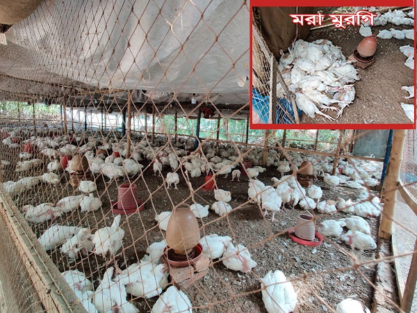 বাগেরহাটে পোলট্রি খামারিদের মাথায় হাত
