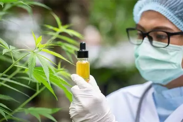 করোনাভাইরাস রুখতে পারে গাঁজা, দাবি বিজ্ঞানীদের