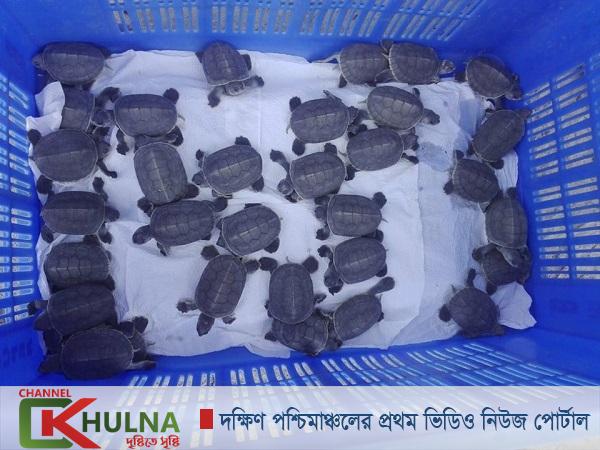 সুন্দরবনে ‘বাটাগুর বাস্কা’র ডিম থেকে ৩৪টি বাচ্চা ফুটেছে