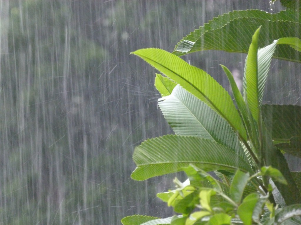 ঘূর্ণিঝড় আম্পানের প্রভাবে যশোরে ঝড়ো বাতাস ও বৃষ্টি শুরু