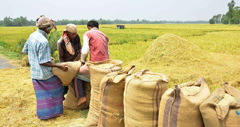 ২৬ টাকা কেজি দরে ধান কিনবে সরকার