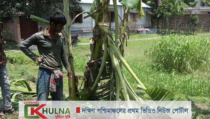 খোকসায় প্রতিহিংসার বলি ১০০ কলাগাছ!