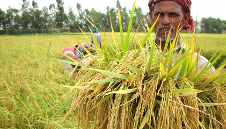 বোরোর ভালো দাম পাচ্ছে কৃষক: কৃষিমন্ত্রী