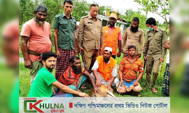 শরণখোলার লোকালয়ে আসা হরিণ সুন্দরবনে অবমুক্ত