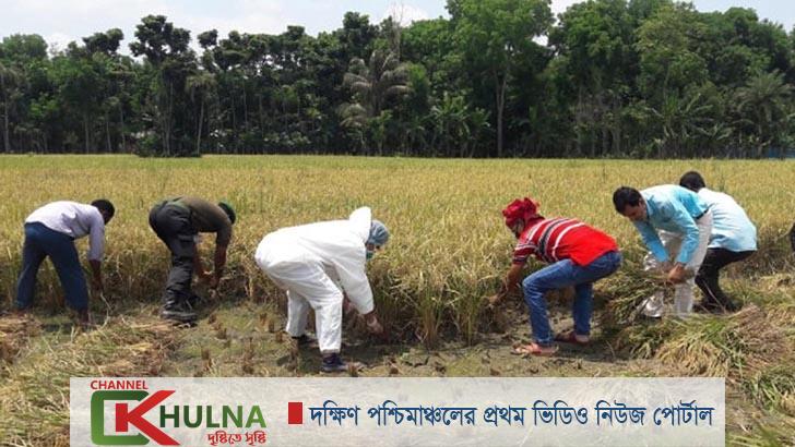 কৃষকের ধান কাটলেন যশোর শিক্ষাবোর্ডের চেয়ারম্যান প্রফেসর ড. মোল্লা আমির হোসেন