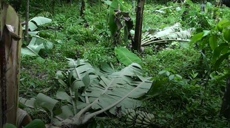 বাগেরহাটে বিভিন্ন প্রজাতির শতাধিক গাছ কর্তন