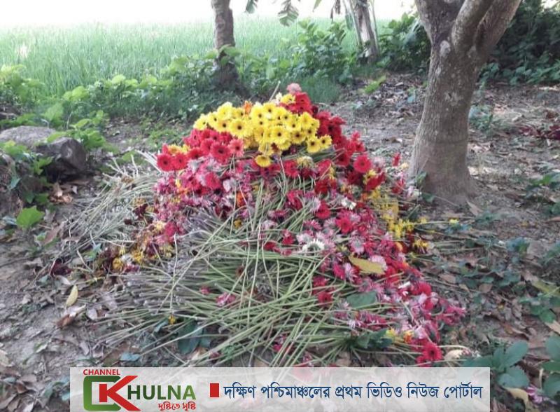 গদখালীতে ফুল কেটে গরু-ছাগলকে খাওয়াচ্ছেন চাষিরা