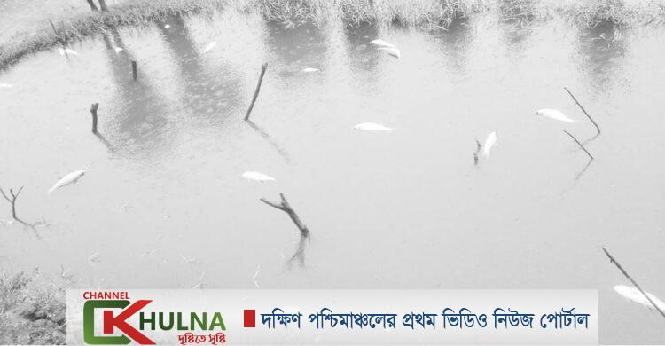 চুকনগরে প্রতিহিংসা পরায়ন হয়ে মৎস্য ঘেরে লবণ পানি তুলে দেয়ার অভিযোগ