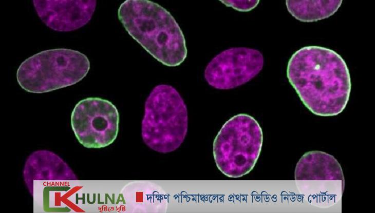 করোনায় সিএলএল রোগীদের করণীয়