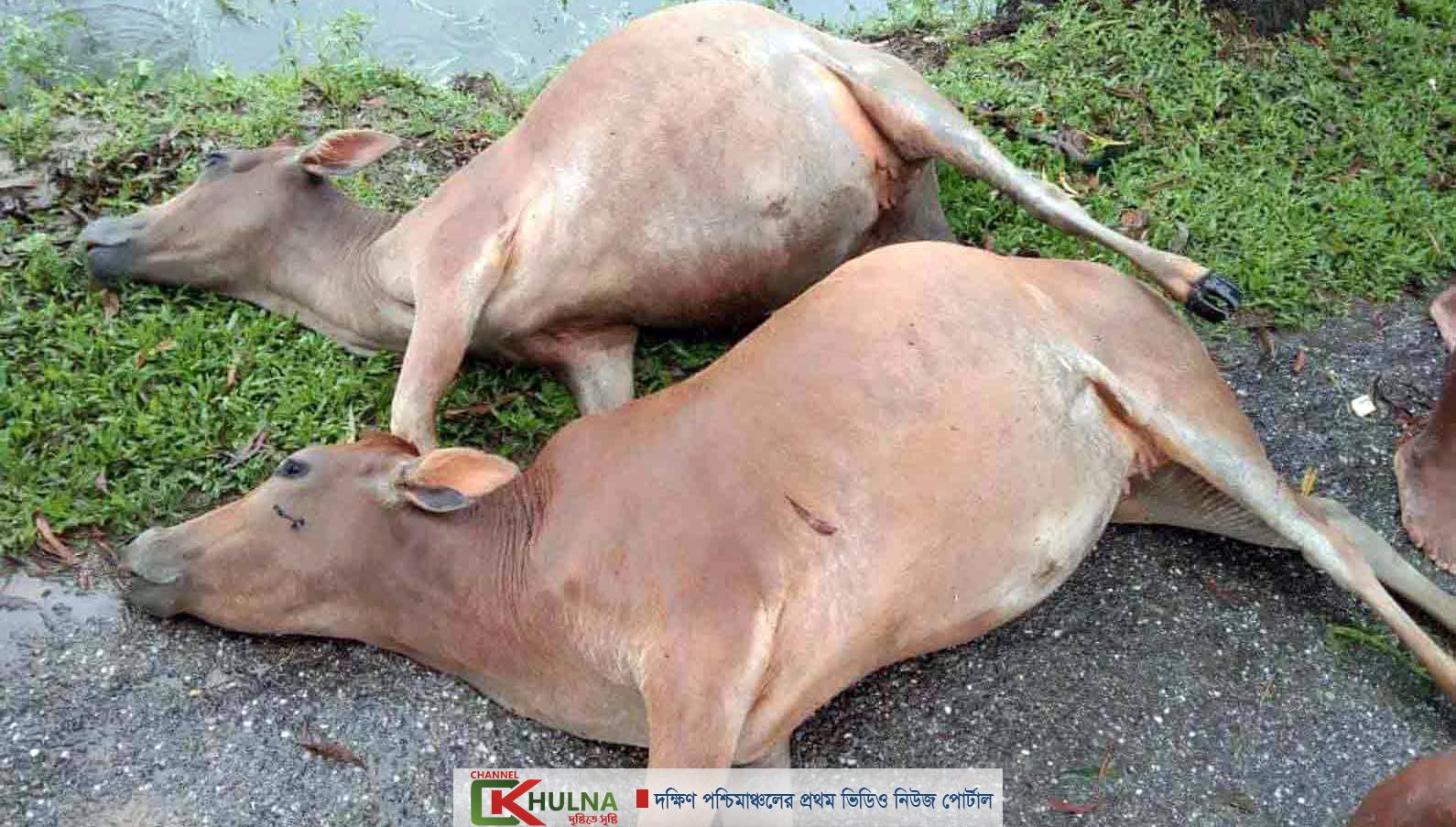 শরণখোলায় বজ্রপাতে দুইটি গাভীর মৃত্যু