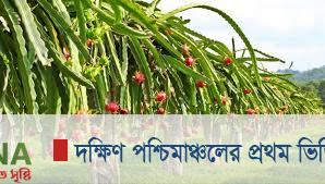 বাণিজ্যিকভাবে ড্রাগন ফলের চাষাবাদ, ব্যাপকলাভের সম্ভাবনা