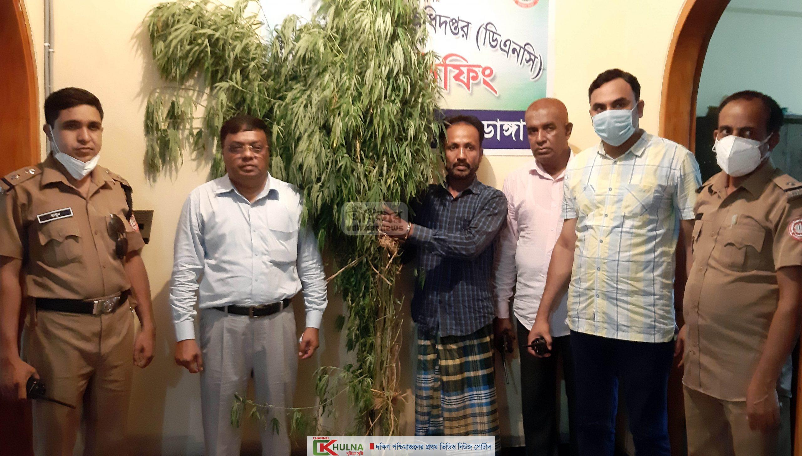 চুয়াডাঙ্গায় ৬টি গাঁজা গাছসহ এক মাদক ব্যবসায়ী আটক