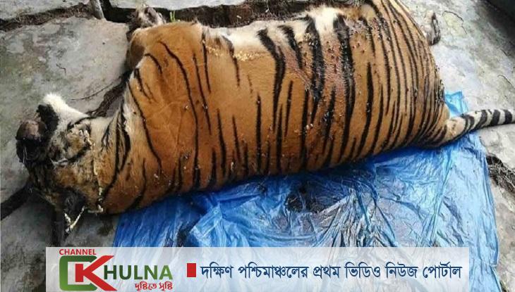 সুন্দরবনে বাঘিনীর মৃত্যু