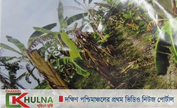 মোড়েলগঞ্জে ৯৫টি কলা গাছ কেটে এ কেমন শত্রুতা!