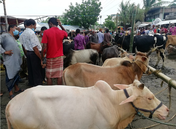 জমে উঠেনি হাট, ইজারাদার-খামারিদের মাথায় হাত