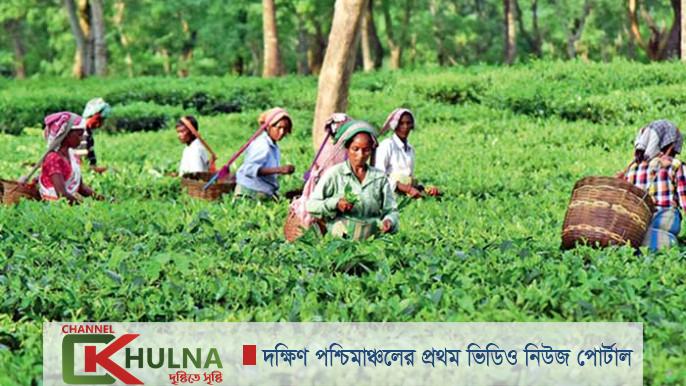 চা বাগানেও করোনার ছোবল