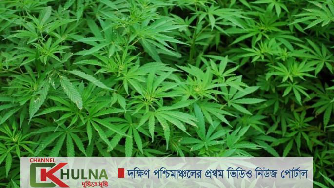 মেথি শাক ভেবে ‘গাঁজা পাতা’ রান্না করে খেলেন তারা